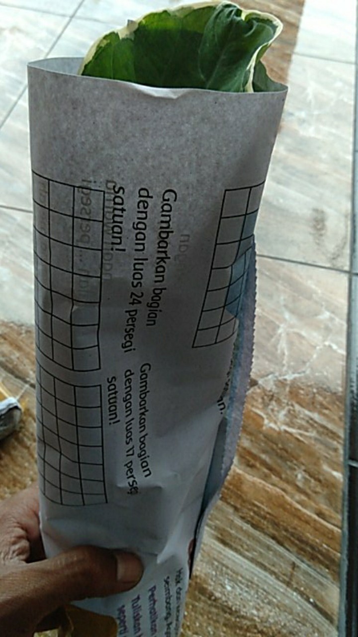 Keladi Tikus Variegata (mickey Mouse)