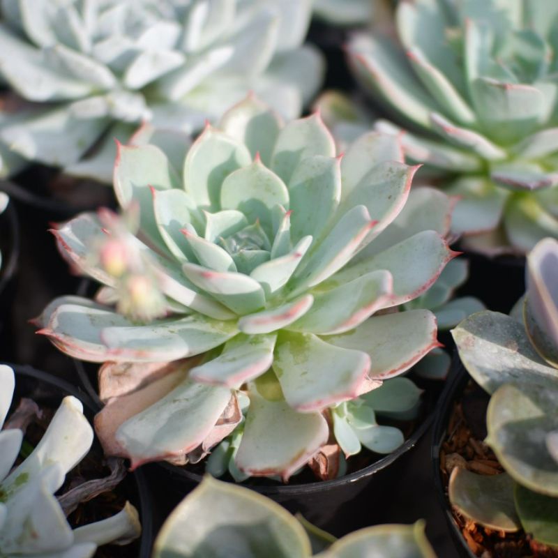 Sukulen Echeveria Laurensis