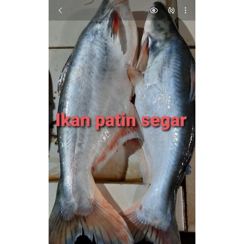 

Ikan patin fress/1kg