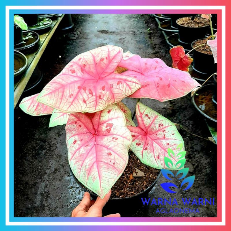 Sexy Pink Bibit Caladium Sexy Pink Keladi Murah Keladi Lokal Keladi Impor Shopee Indonesia