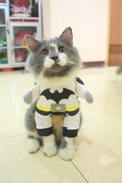 Kostum White batman untuk kucing dan anjing size S M L XL (baju kucing murah meriah)