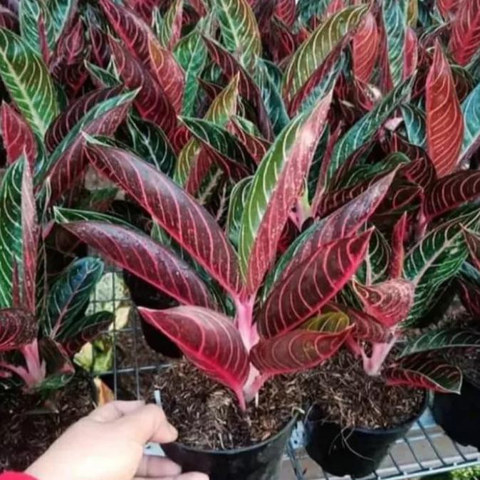 Tanaman Hias Aglonema Red Sumatra - Pohon Aglonema Red Sumatra