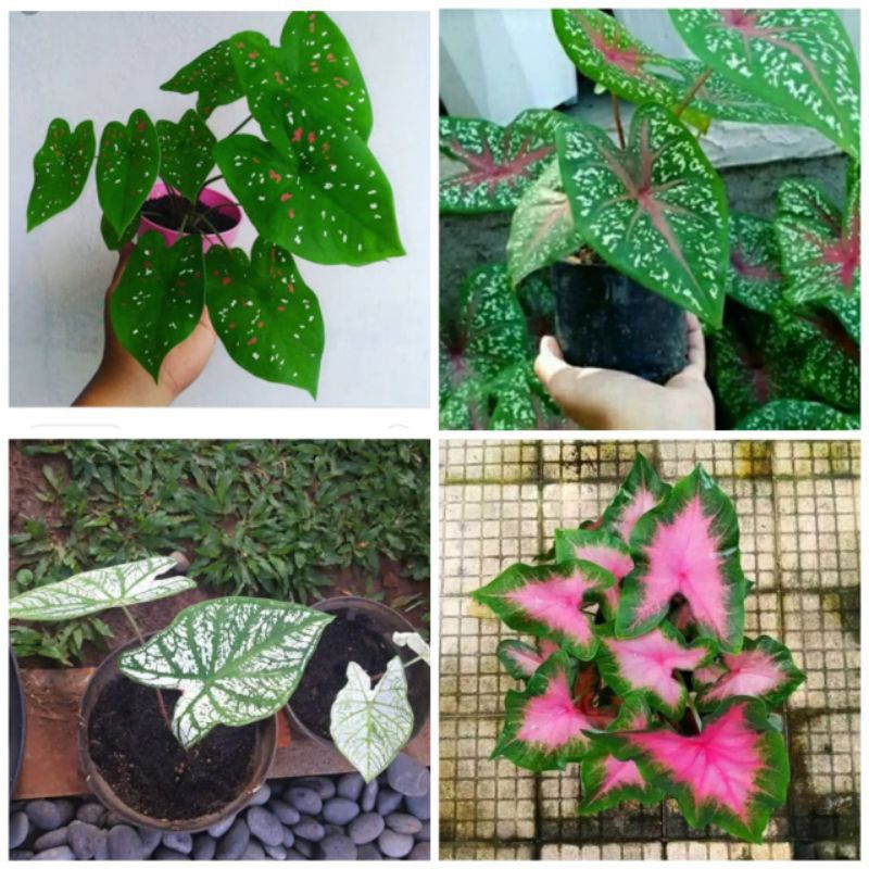 Paket 4 jenis keladi hias murah