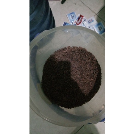 

sarang semut papua asli papua Indonesia
