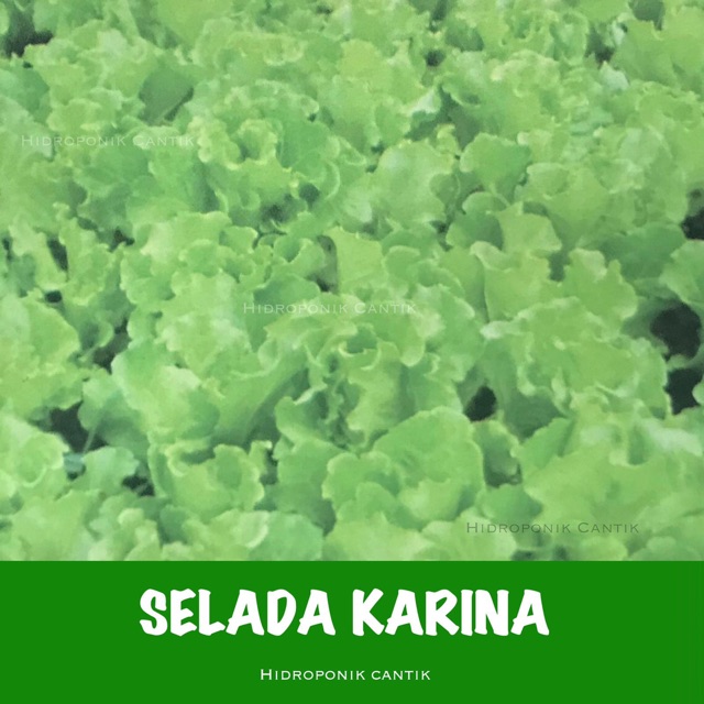 Benih selada karina / selada hijau keriting / selada burger