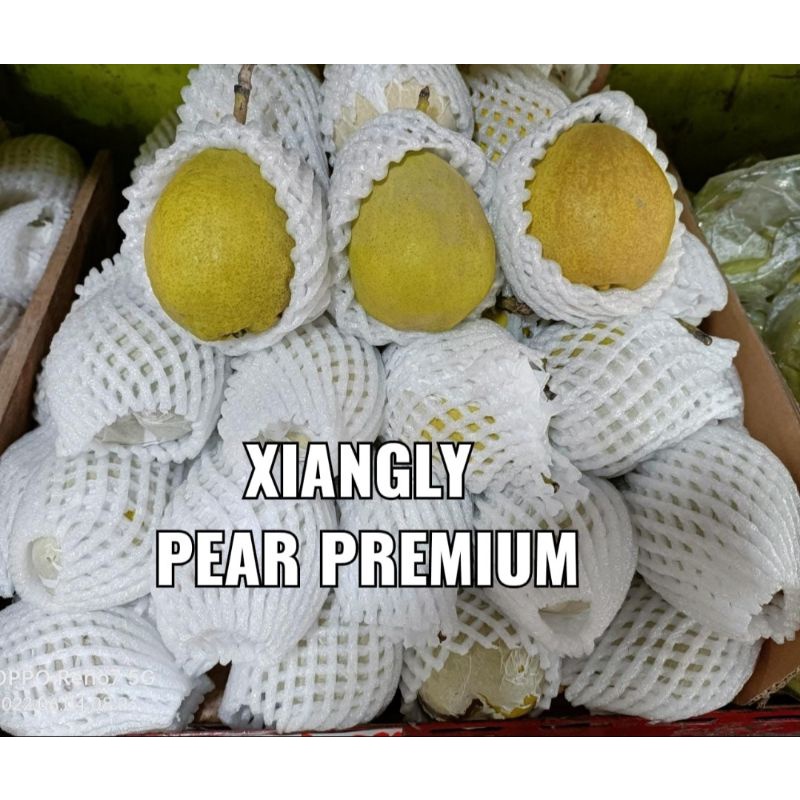 Jual Pear Xiangly 1kg Shopee Indonesia 