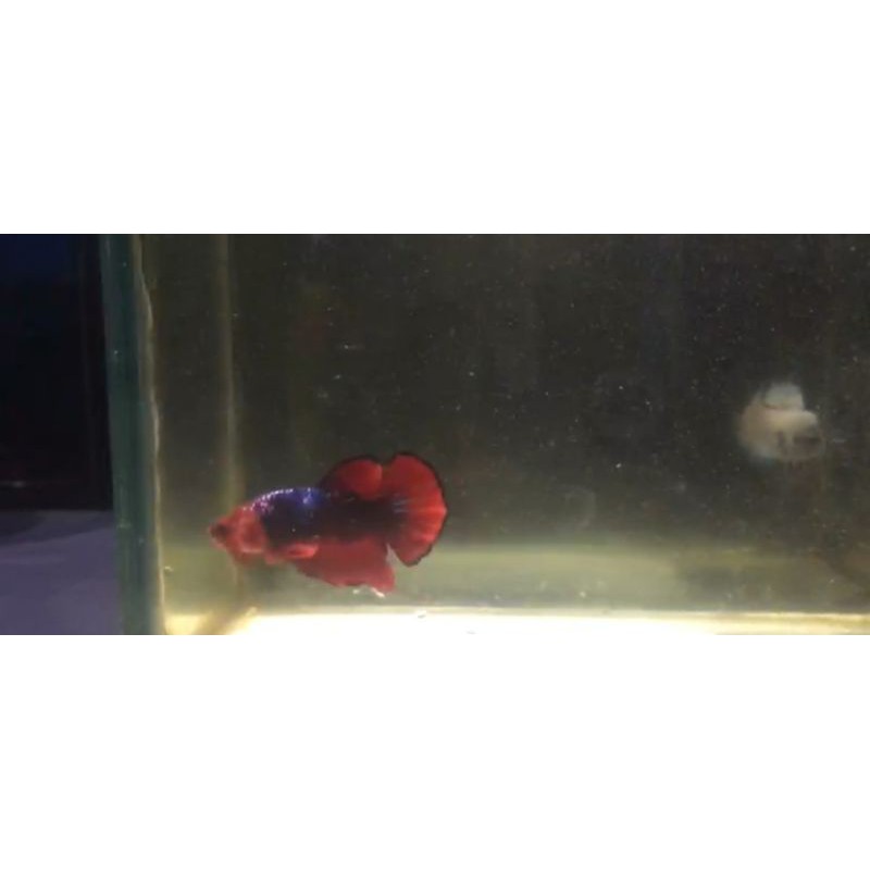 Cupang Red Koi Galaxy