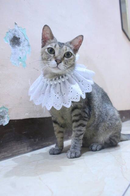 Kalung renda mutiara putih untuk kucing dan anjing / aksesoris hewan murah size adult kitten