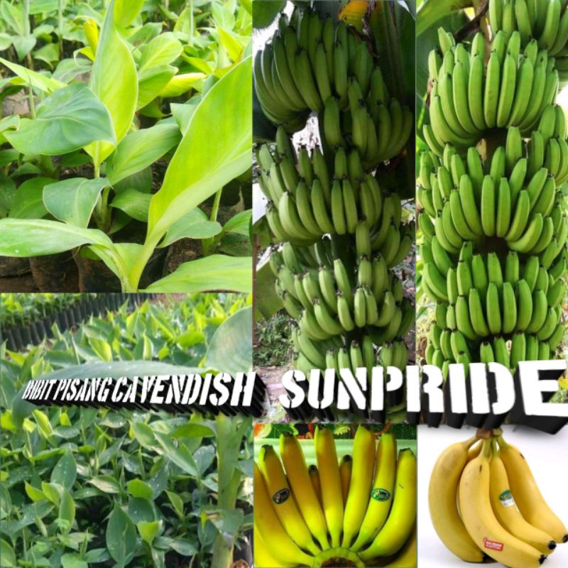 Bibit Pisang Cavendish Sunpride