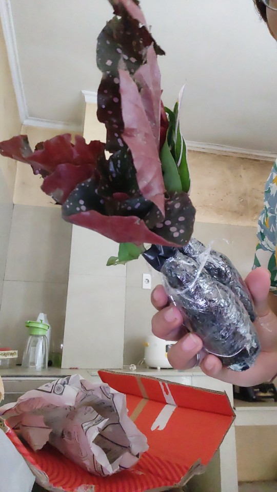 Tanaman Hias Kalatea Tisue/tisue Pashio