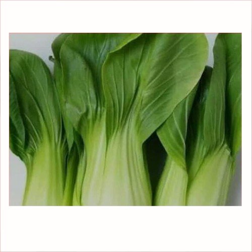 

Sawi Pak Coy Segar 1 Ikat kisaran 200-250 gr | Pasar Induk Pekanbaru #Harga_Grosir