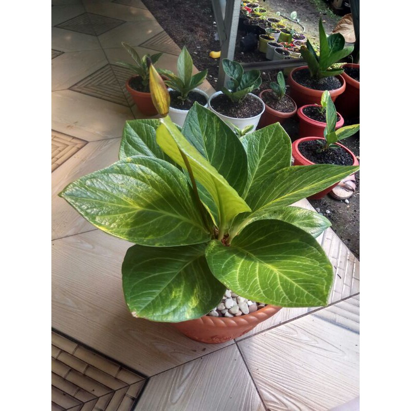 TANAMAN HIAS ANTHURIUM JEMANI BJ EKA VARIGATA