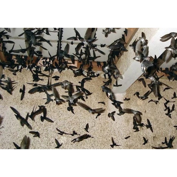 SALE Suara Pemanggil Walet Terbaik dalam   Luar Gedung   via CD