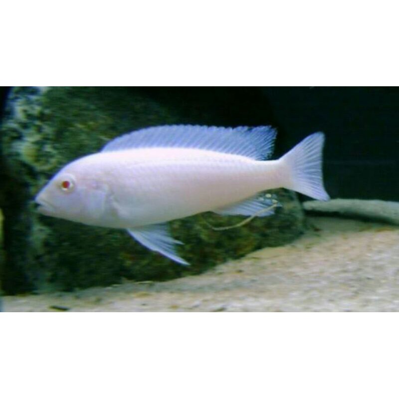 cichlid snow white