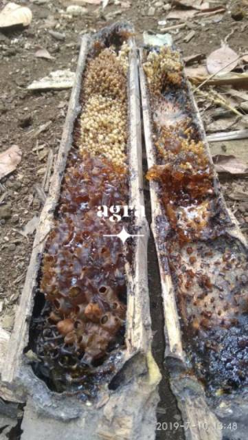 

Madu Sarang Klanceng Trigona lanceng kelulut asli murni 300gram