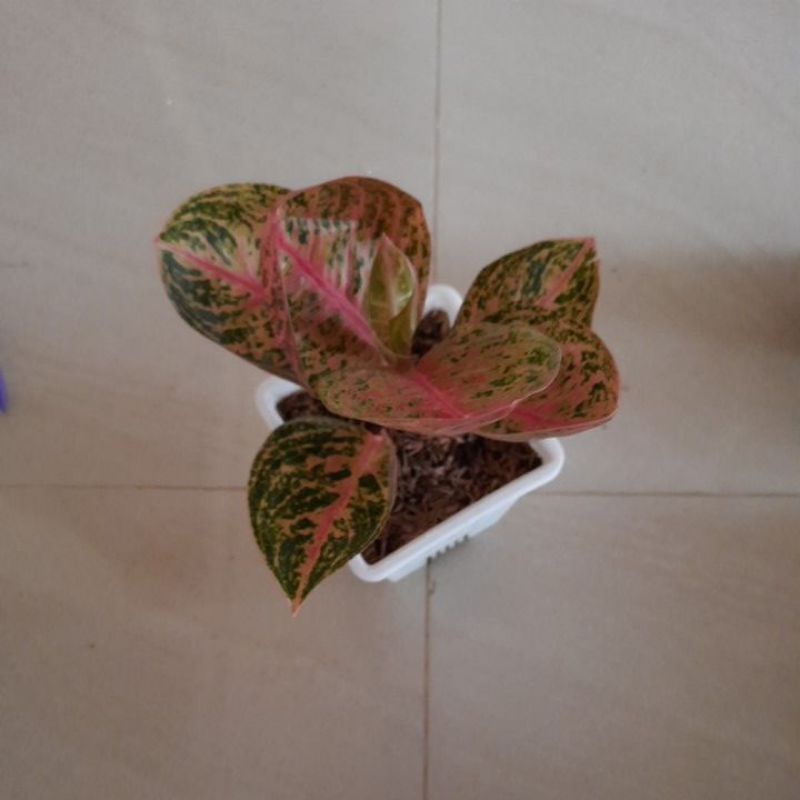 aglonema widuri lilin