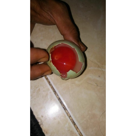 

Telur bebek ---Termurah---