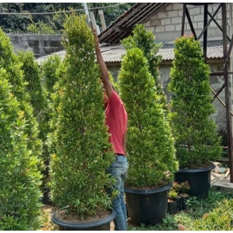 Pohon pucuk merah rimbun tinggi 2meter