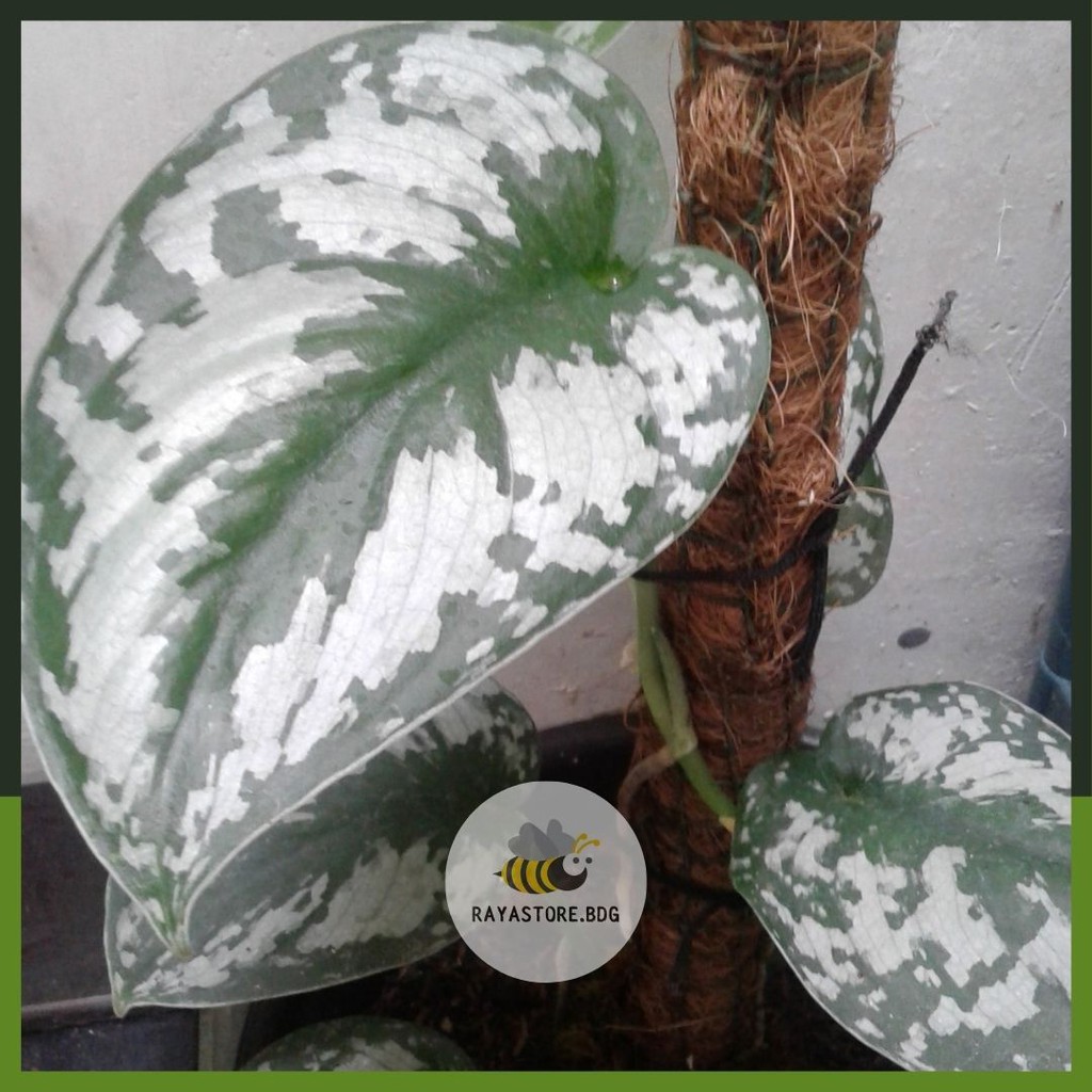 Scindapsus Pictus Exotica (Sirih Gading Silver)