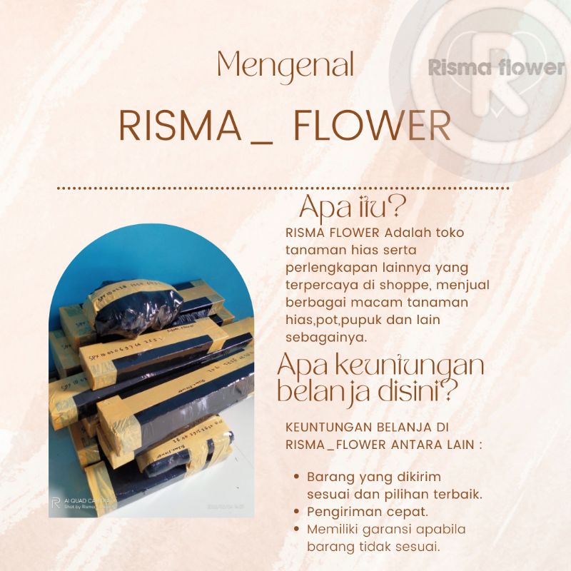 Baymarkeet Tanaman Pohon Cabe Gendot / Gendol / Tanaman Pohon Cabai Gendot