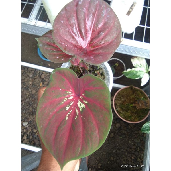 keladi doreng double leaf/daun ganda