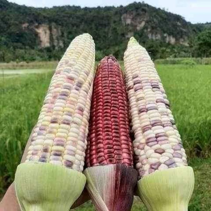 

1 KG JAGUNG PULUT KETAN FRESH