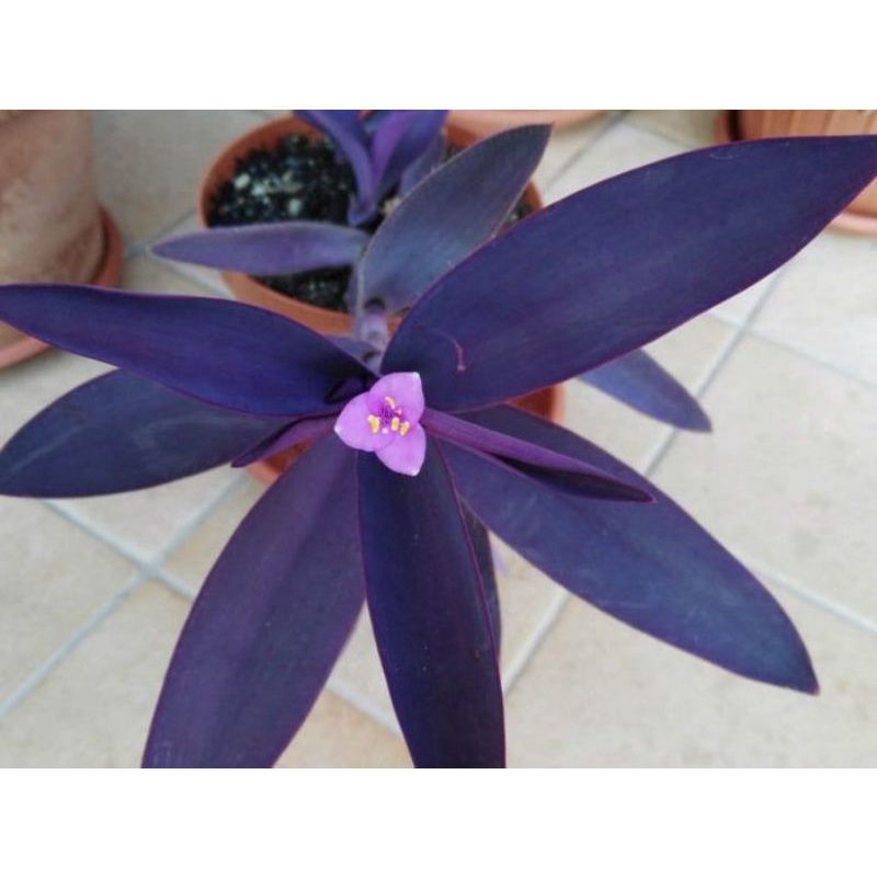 PROMO!! Tanaman Hias Tradescantia Pallida - Tanaman Hias Sosor Gaok Tanaman Vertical Garden