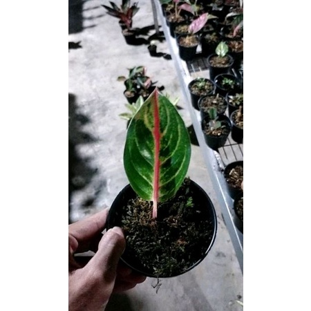 aglonema mahameru