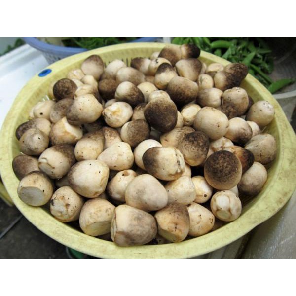 

JAMUR MERANG PER 500 GRAM