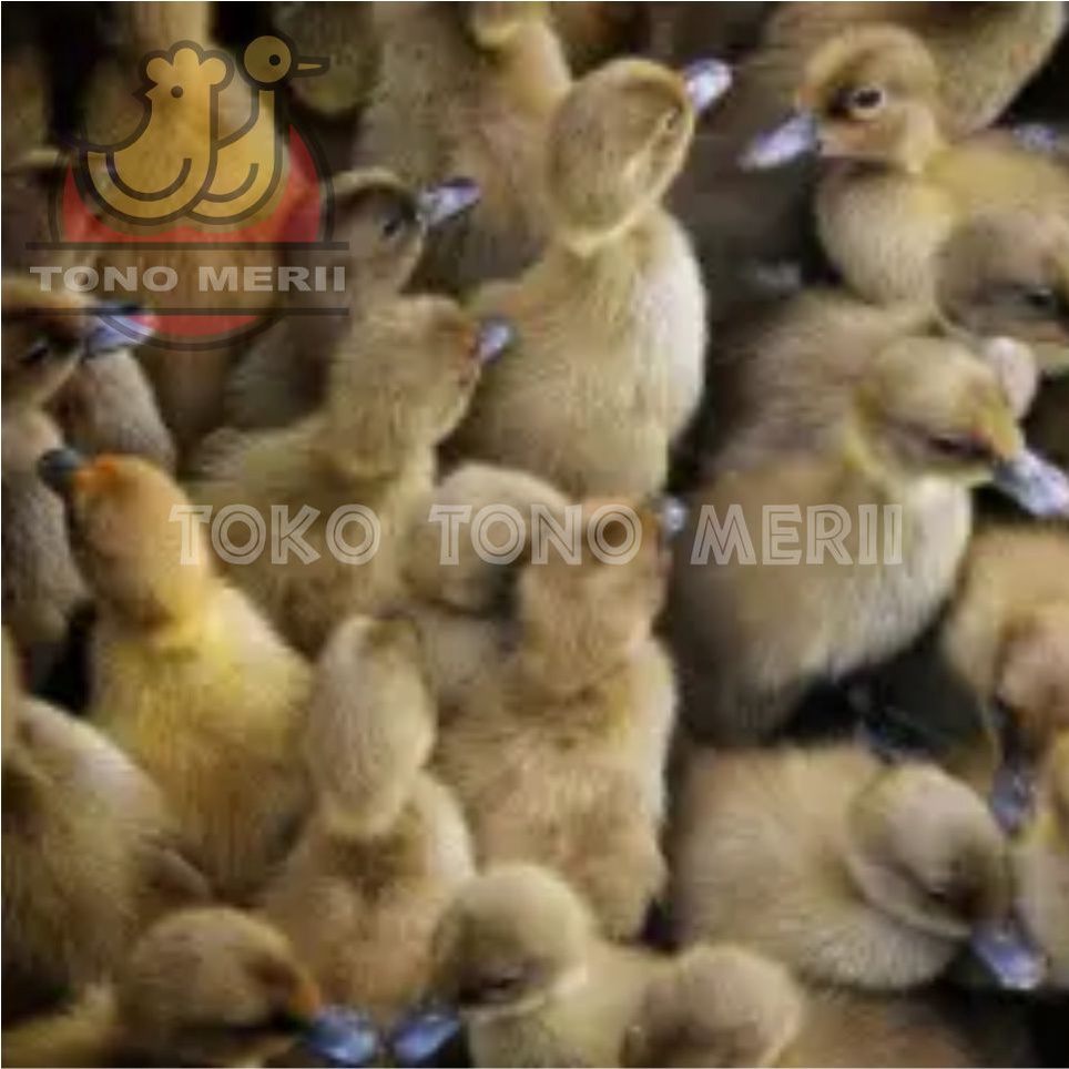 DOD Anak Bebek Petelur Lokal (Bebek Mojosari) - Isi 25 Ekor