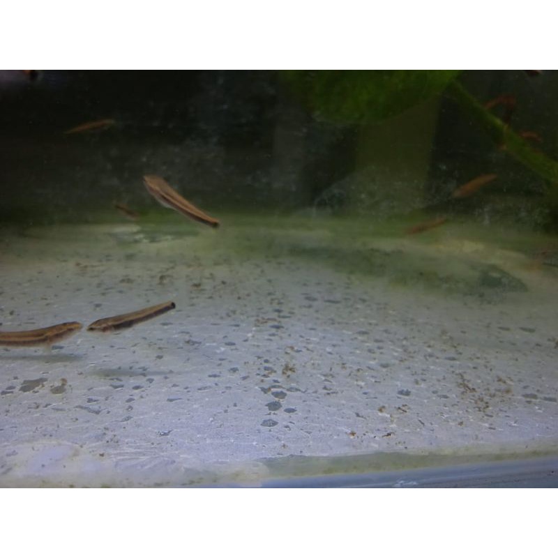 Ikan channa orna yellow lips