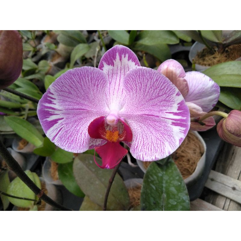 anggrek bulan grade B putih garis pink batik phalaenopsis hybrid bunga medium splash pink