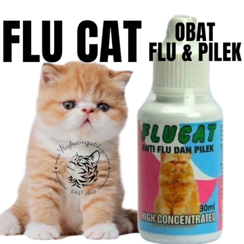 Obat Flu dan Pilek Kucing Flu cat