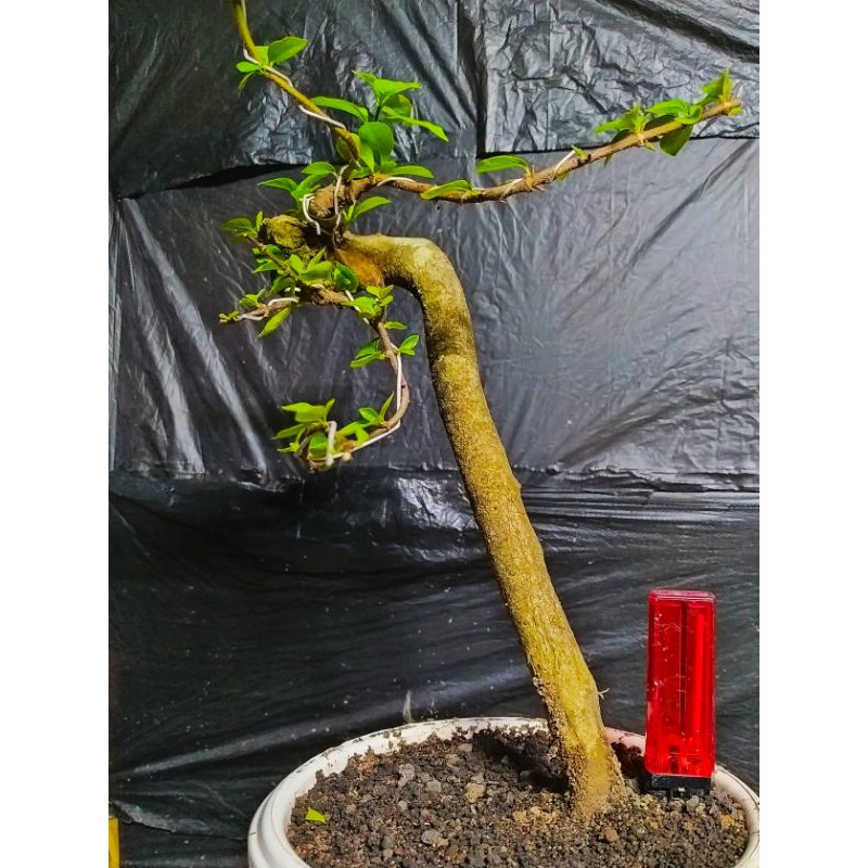 bahan bonsai gulo gumantung / gulgum realpic