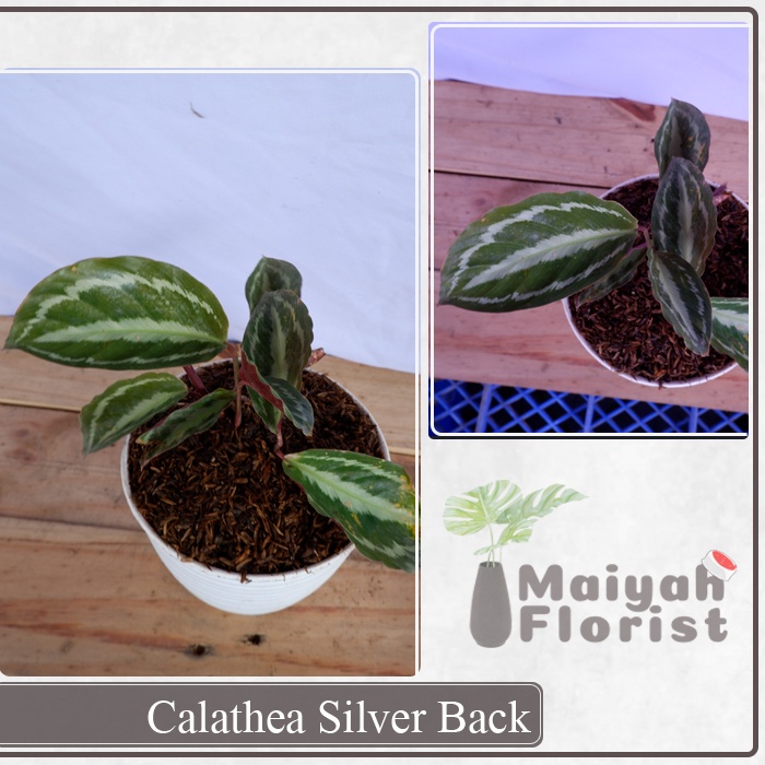 Calathea Silver Back - Tanaman Daun