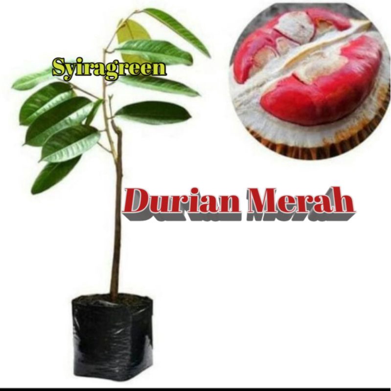 Bibit durian merah Banyuwangi