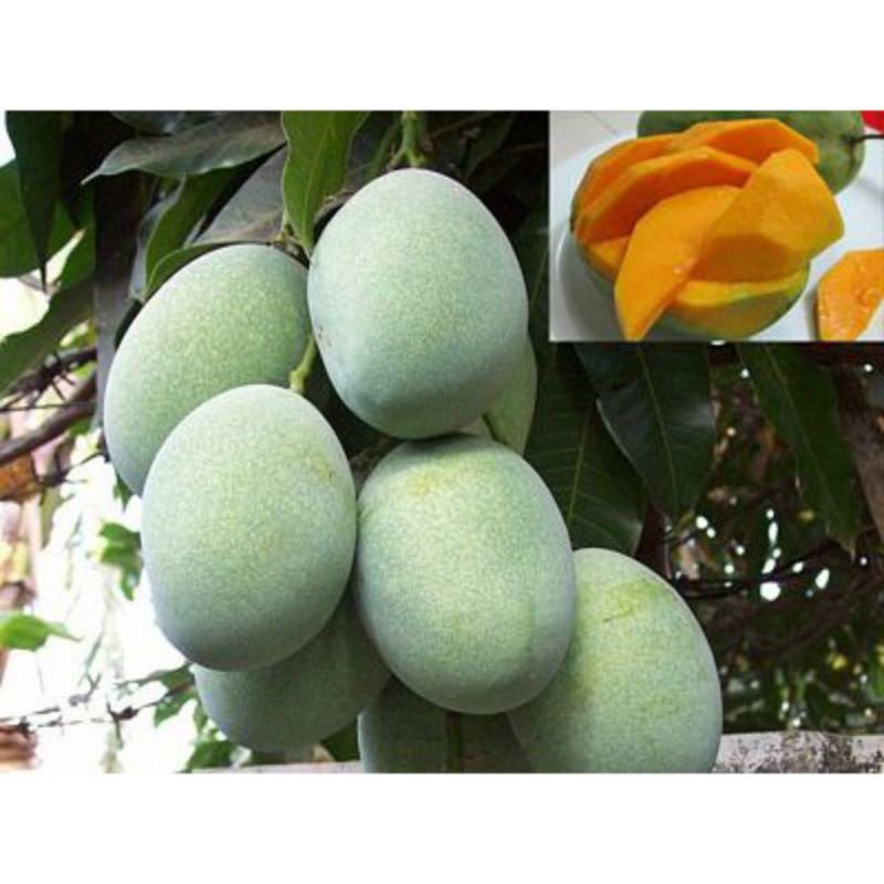 tanaman mangga manalagi keadaan berbunga bonus murbei