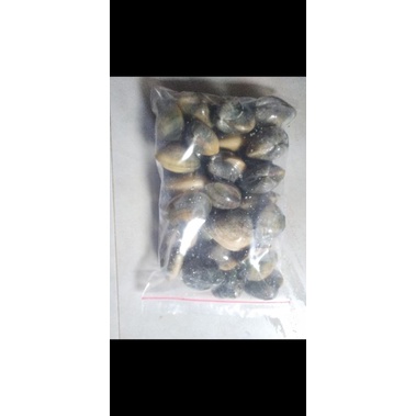 

kerang madu