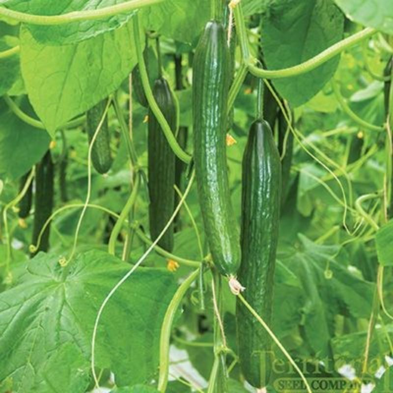 benih sayur timun jepang TOSKA 5btr (REPACK)