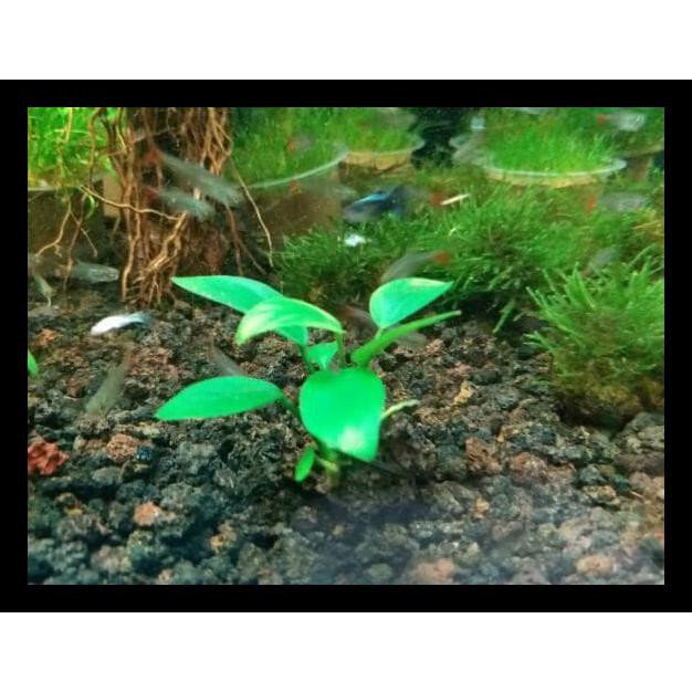 PRODUK BAIK TANAMAN AQUASCAPE " ANUBIAS NANA MINI " TERJAMIN