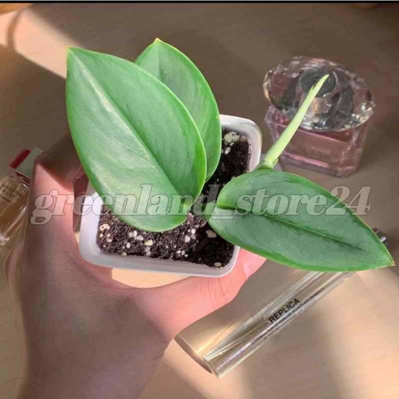 Sirih gading susu - scindapsus treubii moonlight - scindapsus treubii - scindapsus