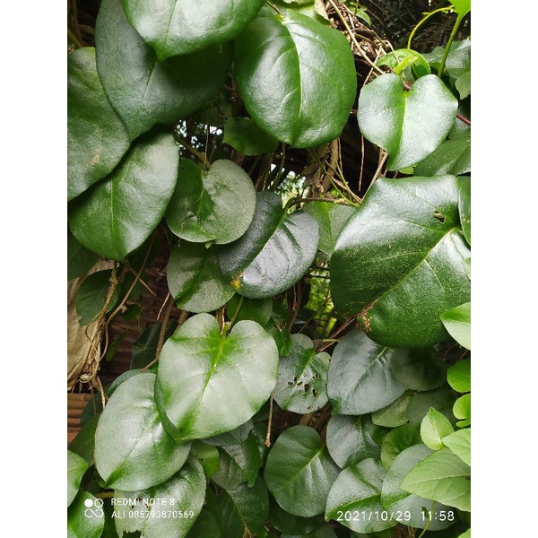 

daun binahong Segar 1 KG