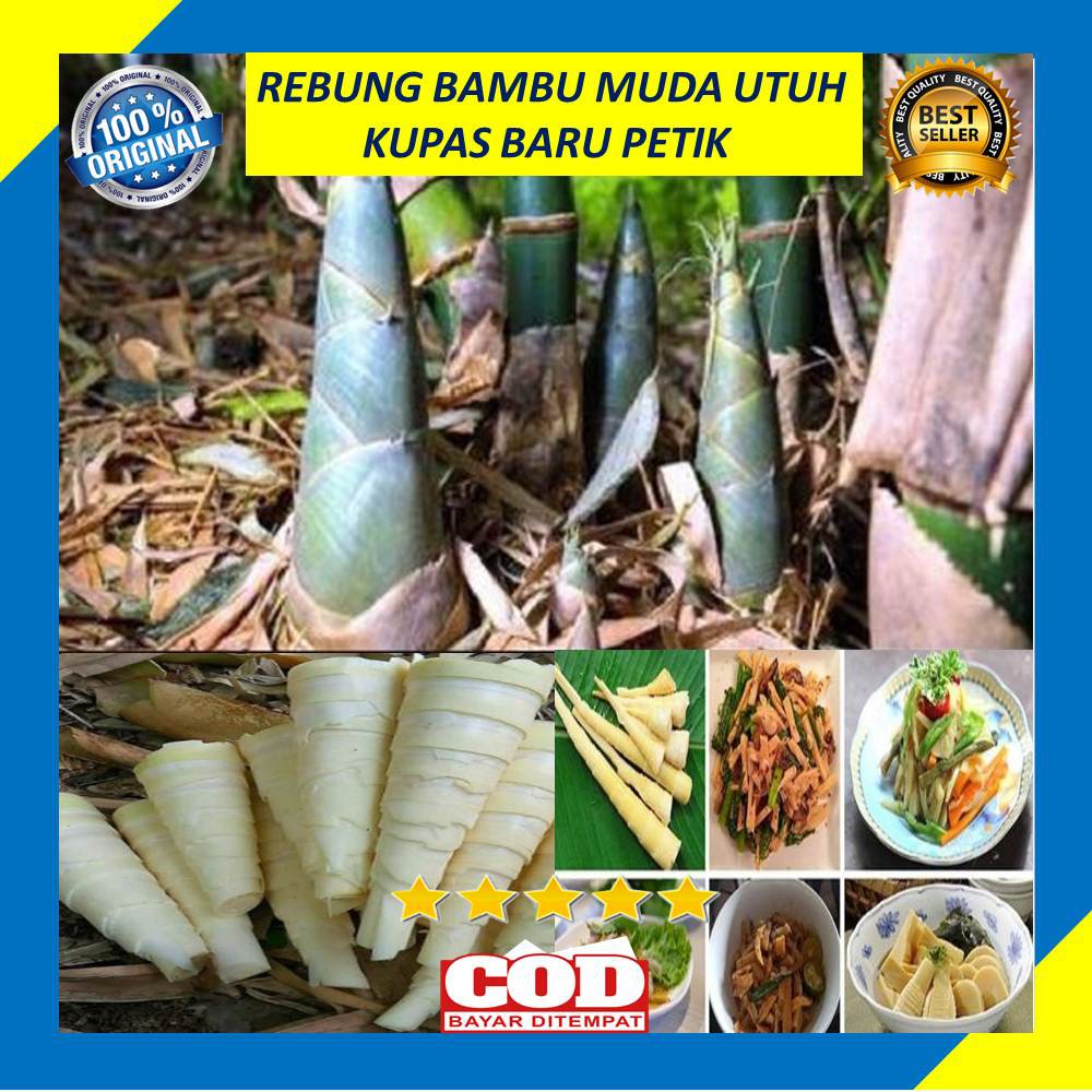 

Rebung Bambu Muda 500 Gram Sayur Kupas Utuh Segar Baru Petik