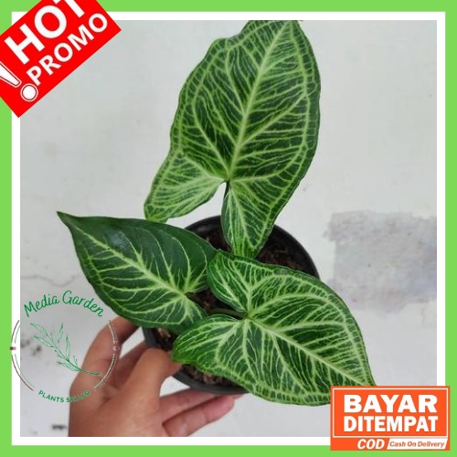 Tanaman Hias Syngonium Batik / SYNGONIUM BATIK