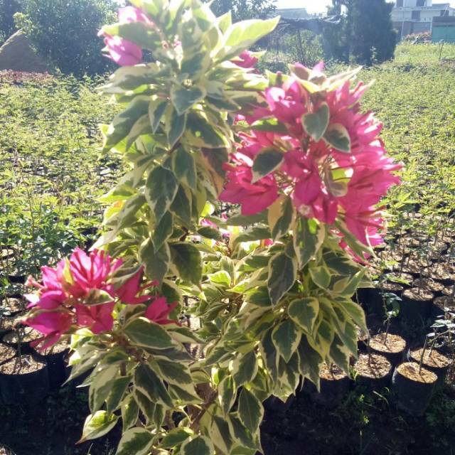 Tanaman hias bunga Bougenville Singapore variegata merah