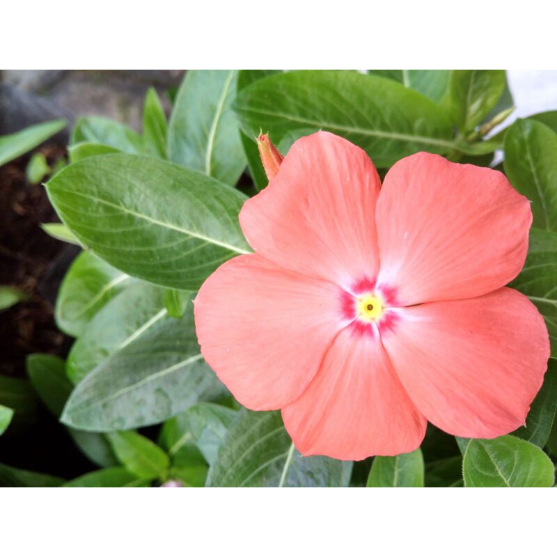 Bunga vinca hidup mandarin juntai