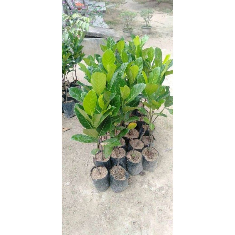 

Bibit Nangka