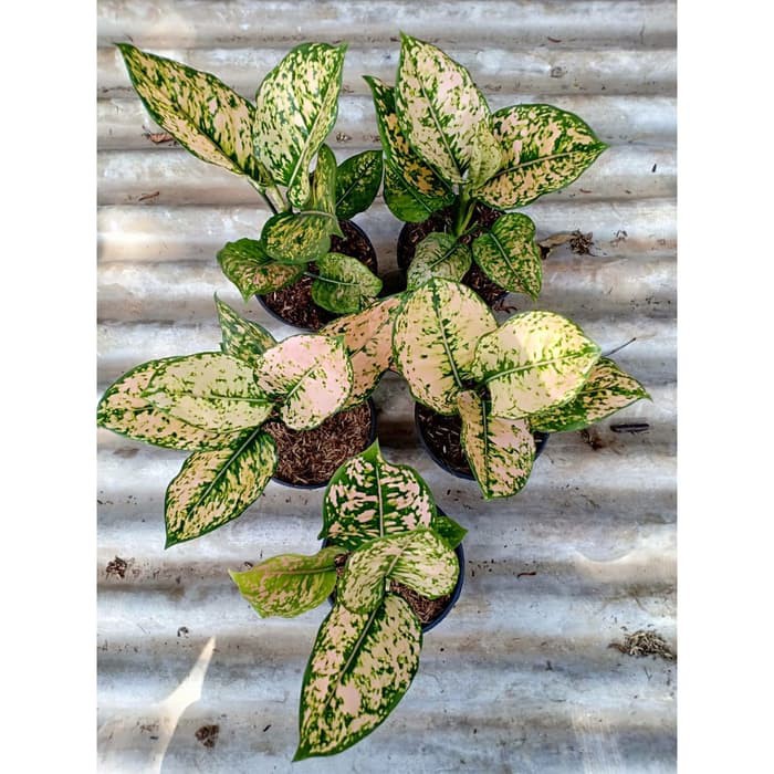 Tanaman hias aglonema ruby orange - bunga aglonema ruby orange