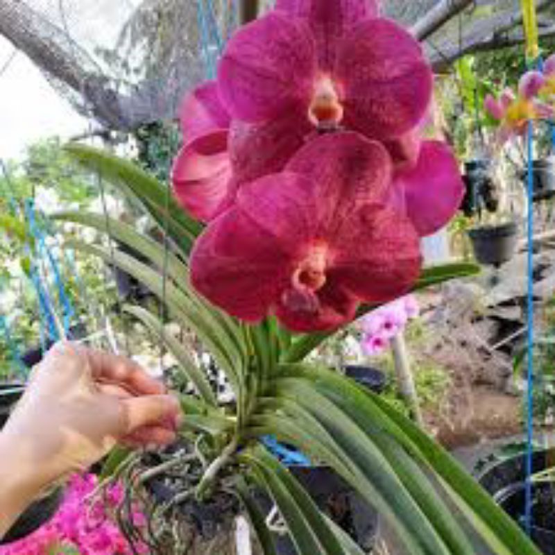 anggrek vanda bunga pink dewasa tumbuh besar