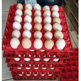 

TELUR AYAM KAMPUNG 1 TRAY ISI 30 BUTIR